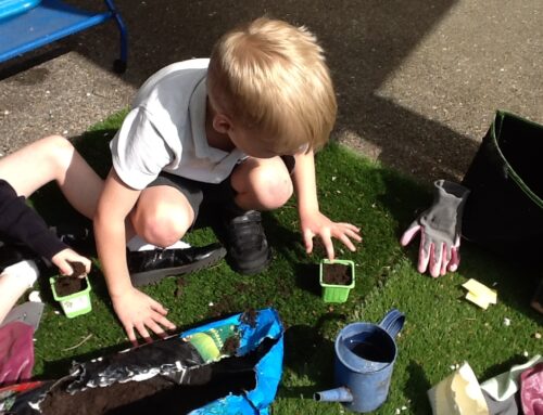 Planting Mangetout with Year 1