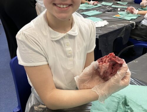 Year 6 Heart Specialists